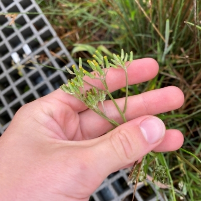 Senecio campylocarpus (Swamp Cotton Fireweed) at Gibraltar Pines - 31 Dec 2023 by Tapirlord
