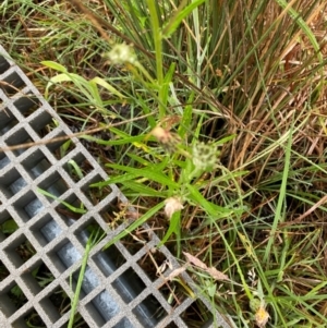 Senecio campylocarpus at Gibraltar Pines - 1 Jan 2024 10:01 AM