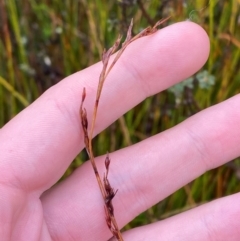 Lepidosperma urophorum (Tailed Rapier-sedge) at Gibraltar Pines - 31 Dec 2023 by Tapirlord