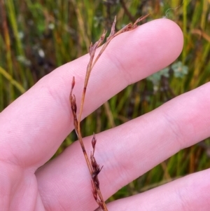 Lepidosperma urophorum at Gibraltar Pines - 1 Jan 2024