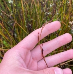 Lepidosperma urophorum at Gibraltar Pines - 1 Jan 2024