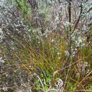 Lepidosperma urophorum at Gibraltar Pines - 1 Jan 2024