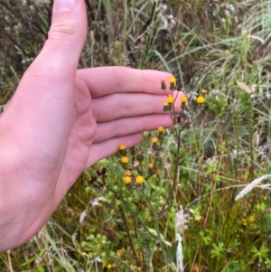 Senecio interpositus at Gibraltar Pines - 1 Jan 2024