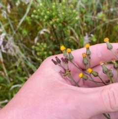 Senecio interpositus at Gibraltar Pines - 1 Jan 2024