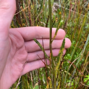 Senecio interpositus at Gibraltar Pines - 1 Jan 2024