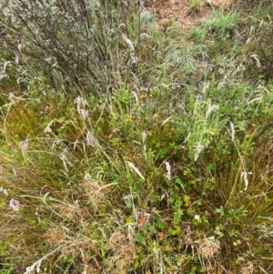 Senecio interpositus at Gibraltar Pines - 1 Jan 2024