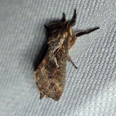 Elhamma australasiae (A Swift or Ghost moth (Hepialidae)) at QPRC LGA - 11 Feb 2024 by MatthewFrawley