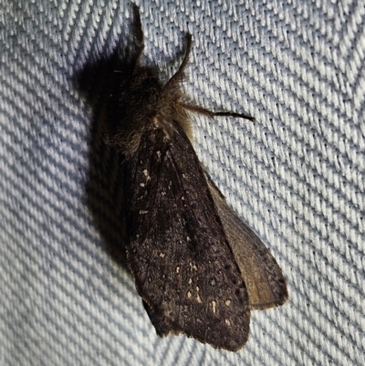 Elhamma australasiae (A Swift or Ghost moth (Hepialidae)) at QPRC LGA - 11 Feb 2024 by MatthewFrawley