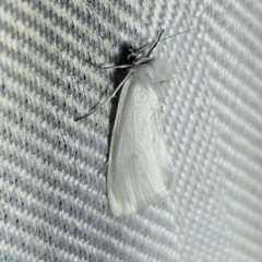 Tipanaea patulella (A Crambid moth) at QPRC LGA - 11 Feb 2024 by MatthewFrawley
