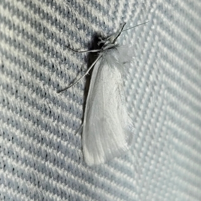 Tipanaea patulella (The White Crambid moth) at QPRC LGA - 11 Feb 2024 by MatthewFrawley