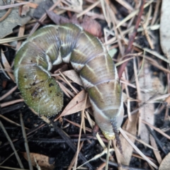 Psilogramma (genus) (A Psilogramma moth) at Weston, ACT - 3 Feb 2024 by BJR