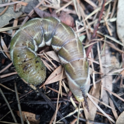 Psilogramma (genus) (A Psilogramma moth) at Weston, ACT - 3 Feb 2024 by BJR