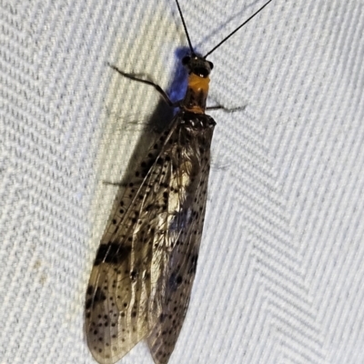 Archichauliodes (Riekochauliodes) guttiferus (Dobsonfly or Fishfly) at Braidwood, NSW - 11 Feb 2024 by MatthewFrawley