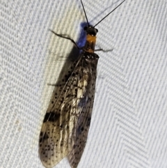 Archichauliodes (Riekochauliodes) guttiferus (Dobsonfly or Fishfly) at QPRC LGA - 11 Feb 2024 by MatthewFrawley