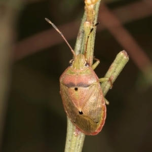 Amphaces sp. (genus) at suppressed - 1 Feb 2024