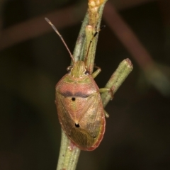 Amphaces sp. (genus) at suppressed - 1 Feb 2024