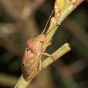 Amphaces sp. (genus) at suppressed - 1 Feb 2024