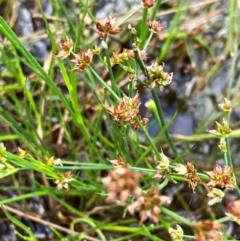 Juncus articulatus subsp. articulatus (Jointed Rush) at Hall, ACT - 11 Feb 2024 by strigo