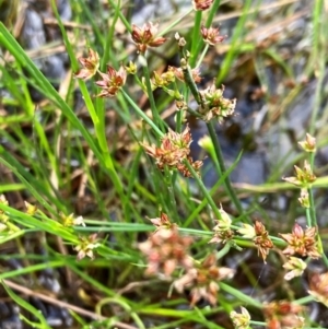 Juncus articulatus subsp. articulatus at Hall, ACT - 11 Feb 2024