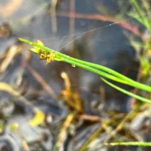 Juncus articulatus subsp. articulatus at Hall, ACT - 11 Feb 2024