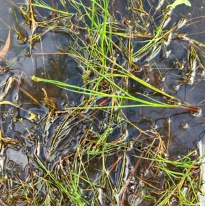 Juncus articulatus subsp. articulatus at Hall, ACT - 11 Feb 2024