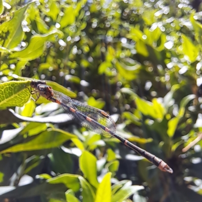 Austrolestes leda (Wandering Ringtail) at Watson, ACT - 11 Feb 2024 by abread111