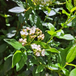 Viburnum tinus at Watson, ACT - 11 Feb 2024 12:12 PM