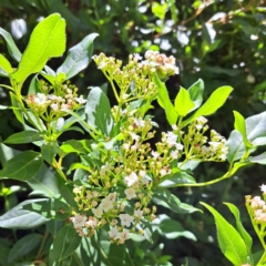 Viburnum tinus at Watson, ACT - 11 Feb 2024 12:12 PM