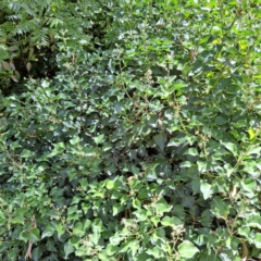 Hedera sp. (helix or hibernica) at Watson, ACT - 11 Feb 2024