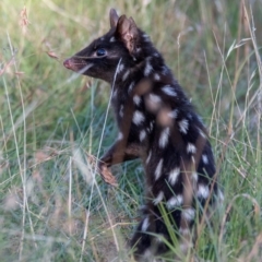 Dasyurus viverrinus (Eastern Quoll) at Mulligans Flat - 11 Feb 2024 by Cmperman