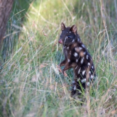 Dasyurus viverrinus at Mulligans Flat - 11 Feb 2024