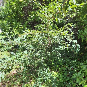 Cotoneaster glaucophyllus at Watson, ACT - 11 Feb 2024