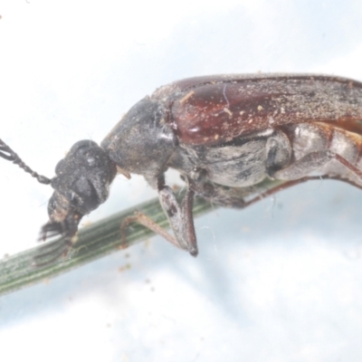 Ptilophorus sp. (genus) (Wedge-shaped beetle) at Tuggeranong Hill - 9 Feb 2024 by Harrisi