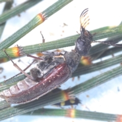 Ptilophorus sp. (genus) at Tuggeranong Hill - 9 Feb 2024