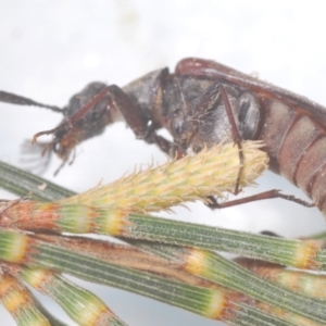 Ptilophorus sp. (genus) at Tuggeranong Hill - 9 Feb 2024