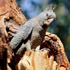 Callocephalon fimbriatum (identifiable birds) (Gang-gang Cockatoo (named birds)) at Hughes, ACT - 8 Feb 2024 by LisaH