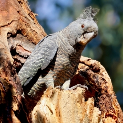 Callocephalon fimbriatum (identifiable birds) (Gang-gang Cockatoo (named birds)) at GG188 - 8 Feb 2024 by LisaH