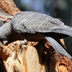 Callocephalon fimbriatum (identifiable birds) at Undefined Area - suppressed