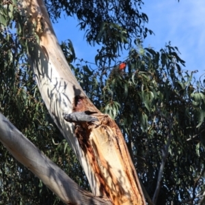 Callocephalon fimbriatum (identifiable birds) at Undefined Area - suppressed