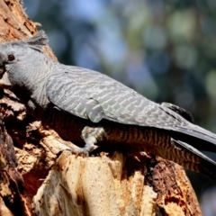 Callocephalon fimbriatum (identifiable birds) at Undefined Area - suppressed