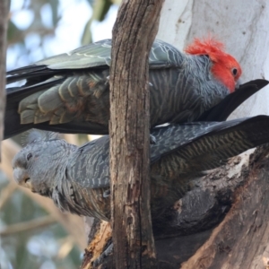 Callocephalon fimbriatum (identifiable birds) at GG188 - 8 Feb 2024