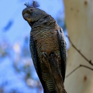 Callocephalon fimbriatum (identifiable birds) at Red Hill to Yarralumla Creek - suppressed