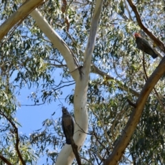Callocephalon fimbriatum (identifiable birds) at Red Hill to Yarralumla Creek - 11 Feb 2024
