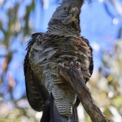 Callocephalon fimbriatum (identifiable birds) at Red Hill to Yarralumla Creek - suppressed