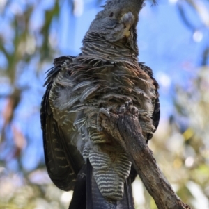 Callocephalon fimbriatum (identifiable birds) at Red Hill to Yarralumla Creek - 11 Feb 2024