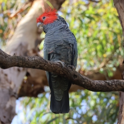 Callocephalon fimbriatum (Gang-gang Cockatoo) at Hughes, ACT - 10 Feb 2024 by LisaH