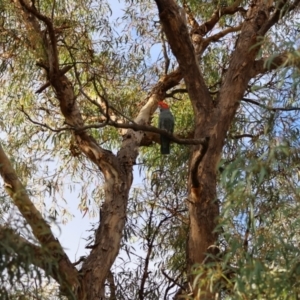 Callocephalon fimbriatum at Hughes, ACT - 10 Feb 2024