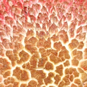 Boletellus sp. at Capalaba, QLD - 10 Feb 2024 11:13 AM