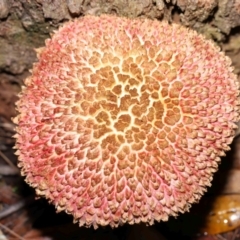 Boletellus sp. at Capalaba, QLD - 10 Feb 2024 11:13 AM