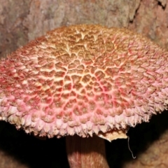 Boletellus sp. at Capalaba, QLD - 10 Feb 2024 11:13 AM